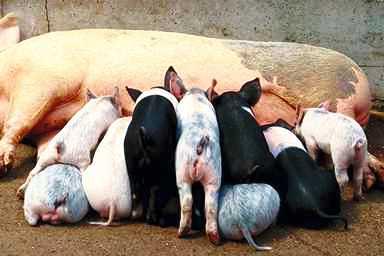 Pigl0004-White Domestic Pigs-mom and piglets.jpg