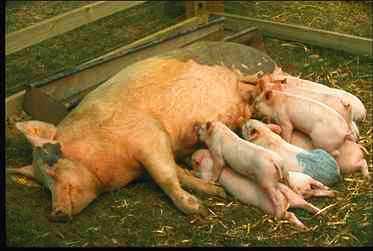 Pigl0005-White Domestic Pigs-mom and piglets.jpg