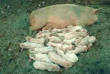 Pigl0006-White Domestic Pigs-mom and piglets.jpg