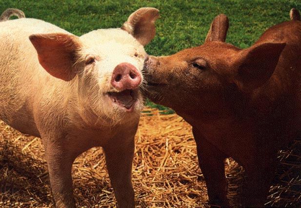 Piglets Kiss-White and Brown Piglets-face closeup.jpg
