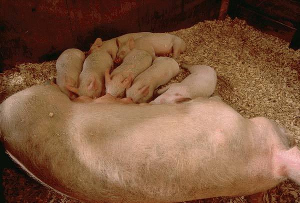 Sow And Little Piglets.jpg