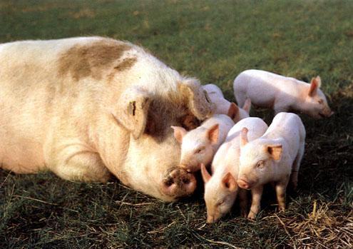 White Piglets-Mom and Babies-Relaxing on Grass.jpg