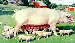 White Pig-Sow-Mom and Babies-12 kids.jpg
