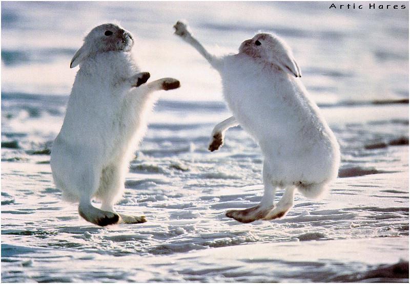 2 Jumpin Arctic Hares.jpg