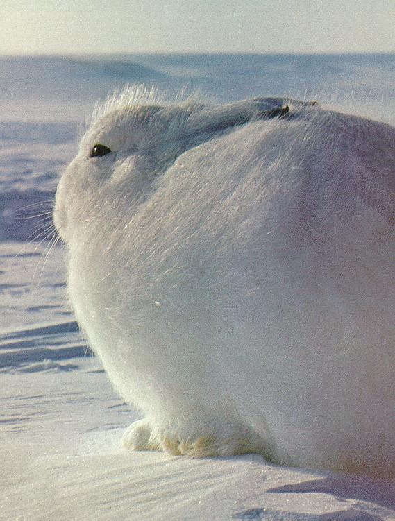 Arctic Hare.jpg