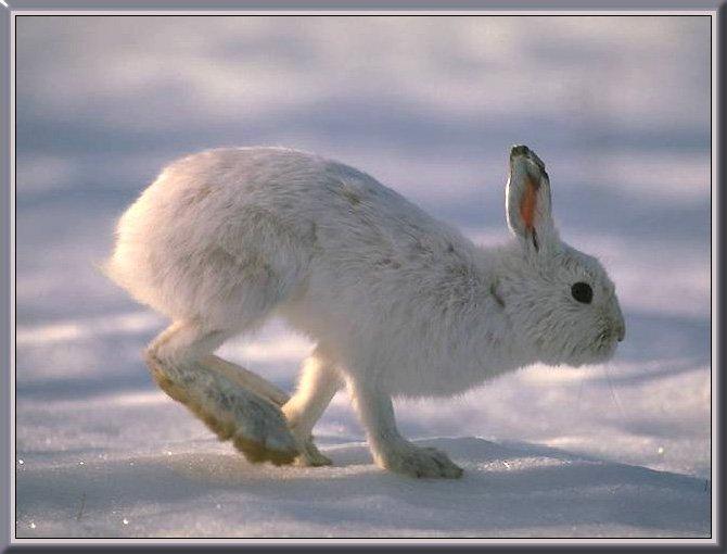 Arctic Hare 00-Runs on snow.jpg