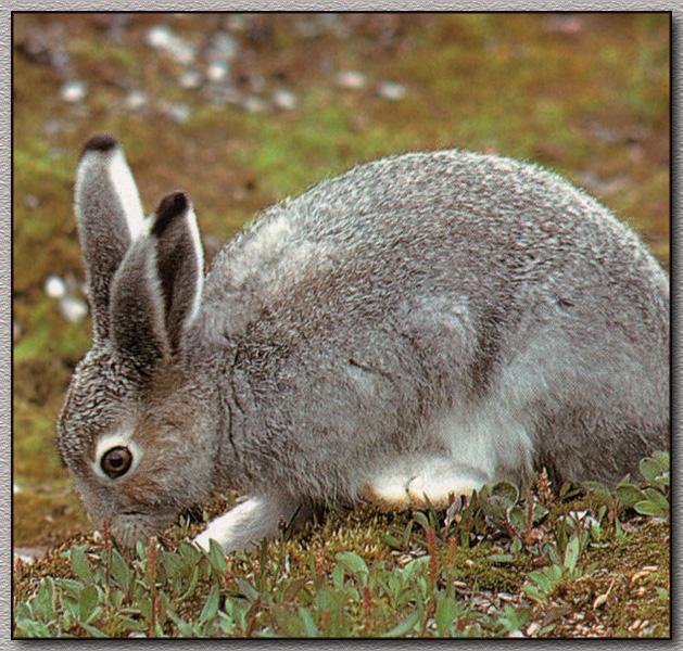 Arctic Hare 01-Eating Grass-Field of Spring.jpg