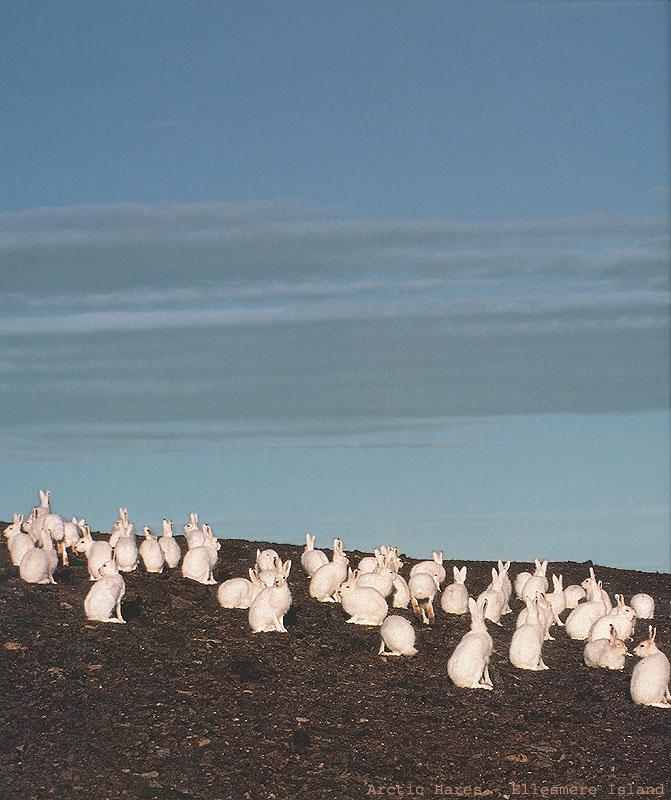 BW Jim Brandenburg-Arctic Hares.jpg