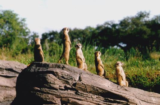 246-16-Meerkats-5 watchers on rock-Disney Animal Kingdom.jpg
