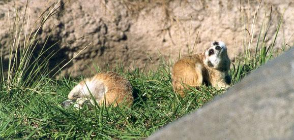 258-16-Meerkats-at Disney Animal Kingdom.jpg