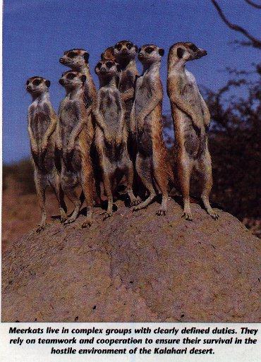 9 Meerkats Standing.jpg