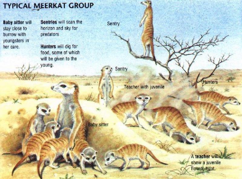 Meerkat Group-Feature Sheet.jpg