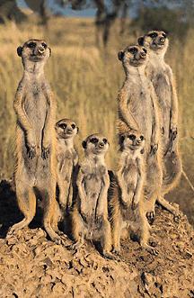 Meerkat Pack-On Small Hill-meercats.jpg