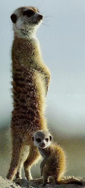 Suricate 1-Daddy and Baby.jpg