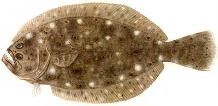 Anmaq024-Painting-Flatfish.jpg