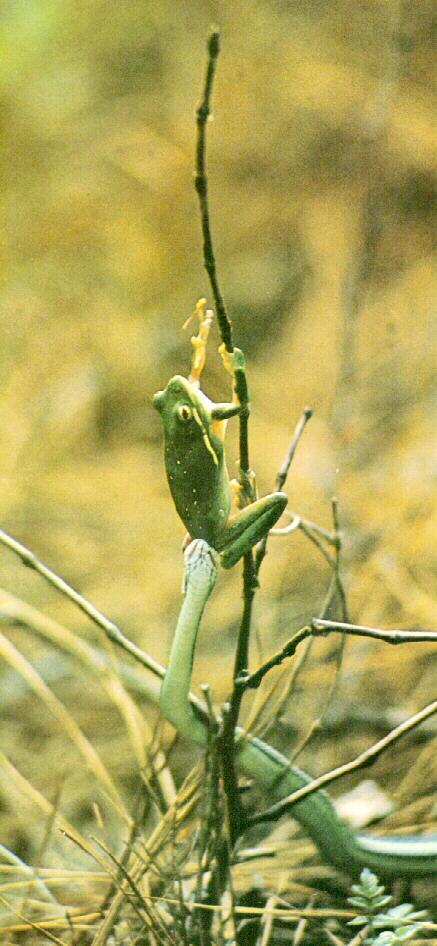frog9969-TreeFrog attacked by Green Tree Snake.jpg
