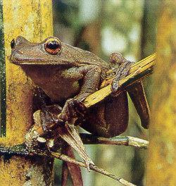 lj Giant Tree Frog-Amazonia Peru.jpg