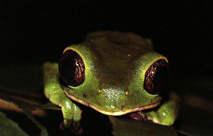 Tr dgroda 4-Unidentified Treefrog-face closeup.jpg