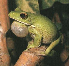 trotrFrog-Treefrog-calling on branch.jpg