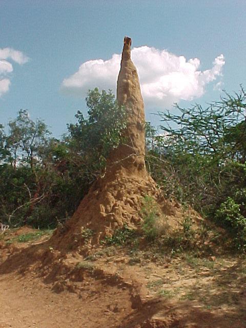 ant hill northern kenya.jpg