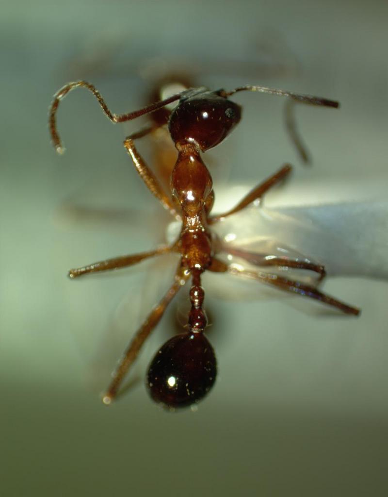 ants 13xd max-closeup.jpg