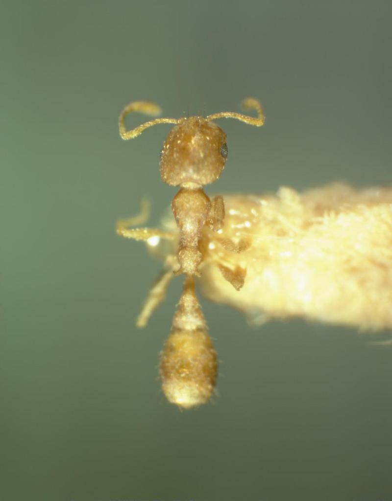 ants 35x d mid.jpg