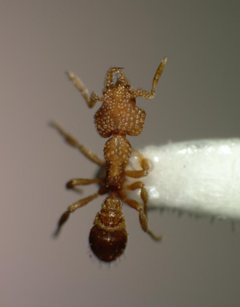 ants 35xd mid.jpg