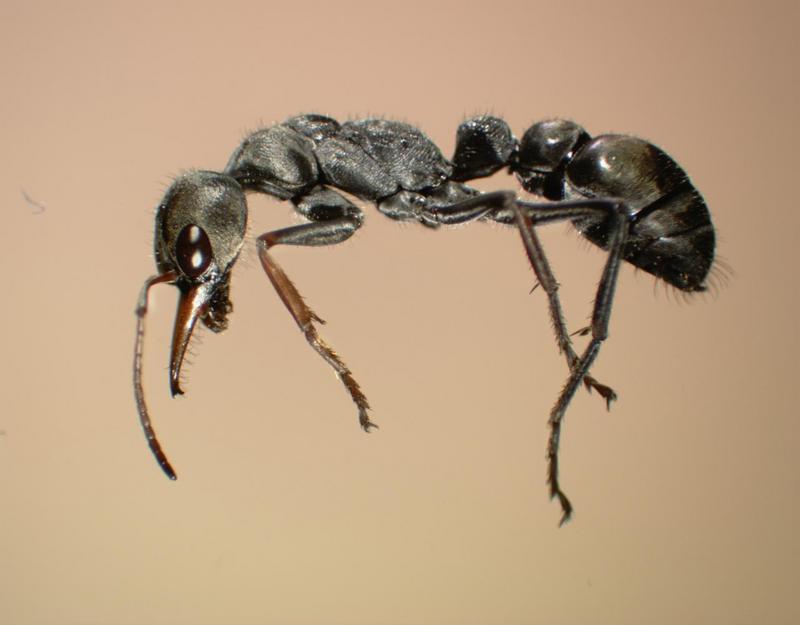 ants 7xd max.jpg