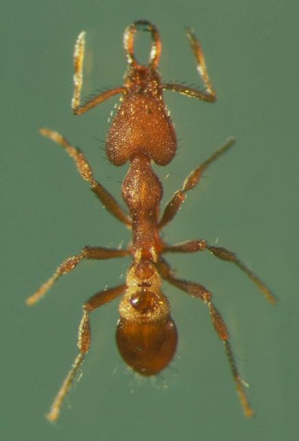 ants body.jpg