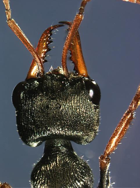 ants deep.jpg