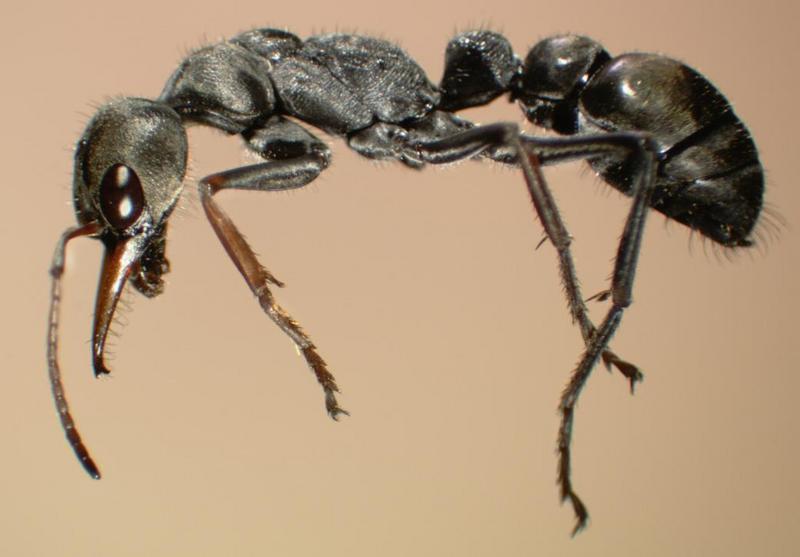 ants side.jpg