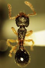 ants small01.jpg