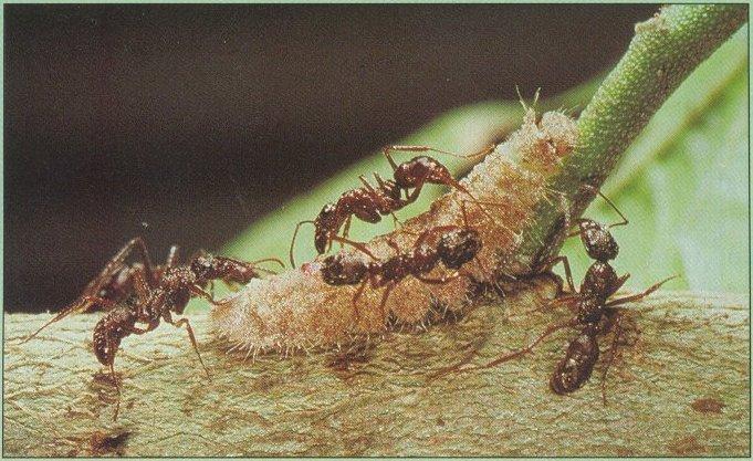 mieren met rups.jpg