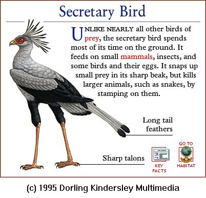 DKMMNature-Bird Of Prey-Secretary Bird.gif
