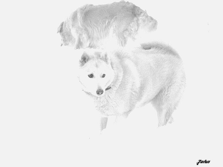 Art Potpourri-Snow Dog.jpg