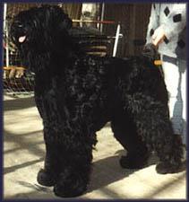 Black Dog-Bovier De Flanders-l12.jpg