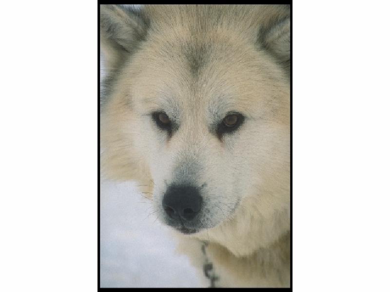 Eskimo Dog01-Alaskan Malamute-face closeup.jpg