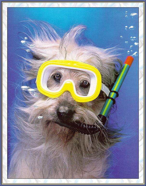 sj-April Fool-1999-Snorkeling Dog-face closeup.jpg