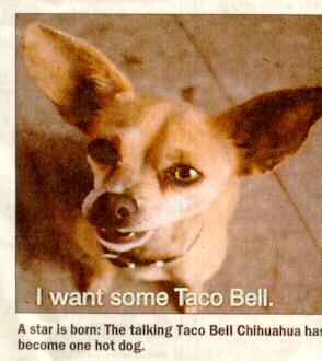 tacodog-Taco Bell Dog-fac closeup.jpg