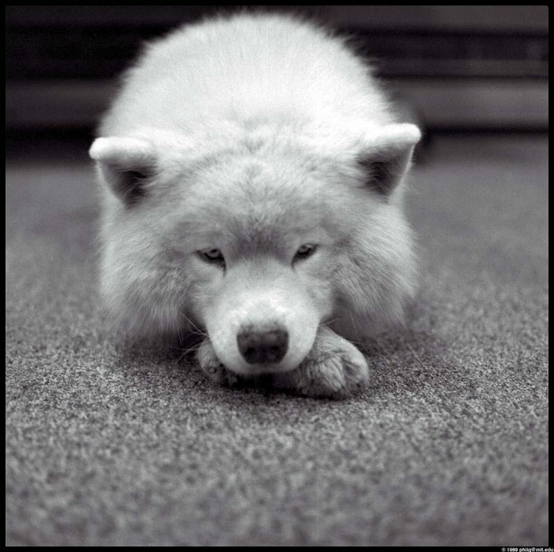 White Dog-Puppy-Cute.jpg