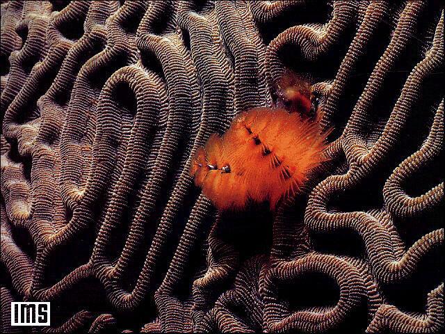 barn coral.jpg