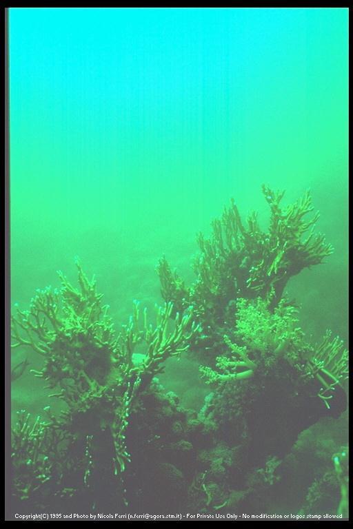 deepsea-Hard and Soft Tree Corals-sub00039.jpg