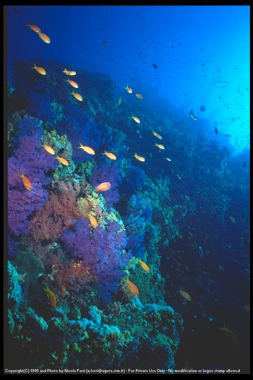 deepsea-Purple Corals and fishes-sub00068.jpg
