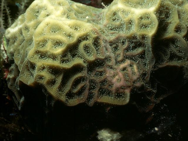 dv004-Coral.jpg