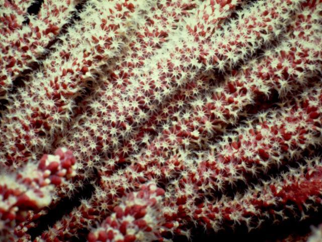 dv006-Coral-closeup.jpg
