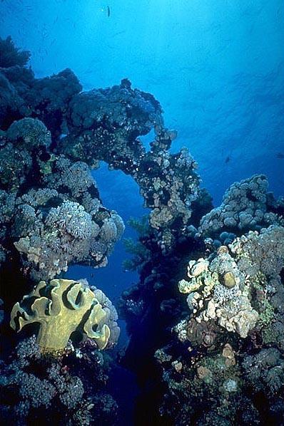 sub00022-Corals.jpg