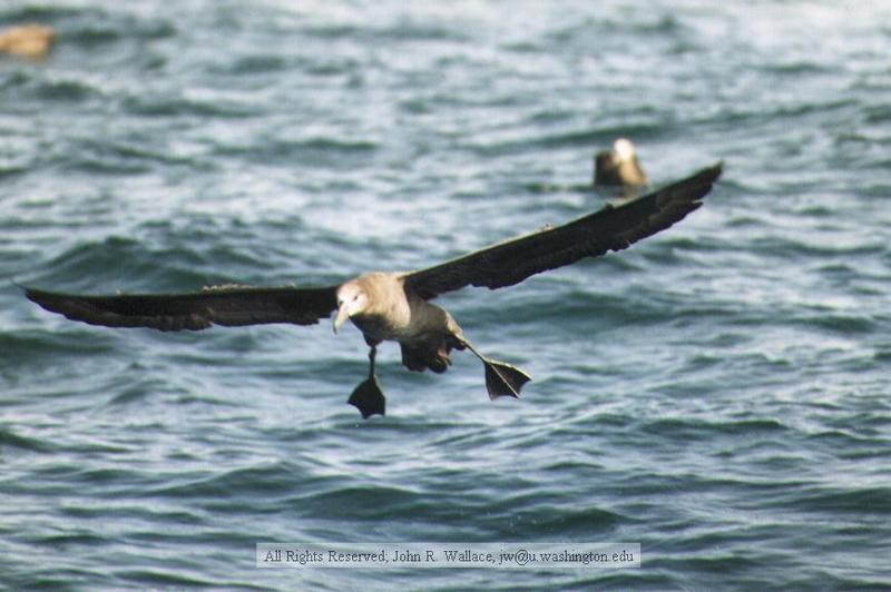albatross.jpg