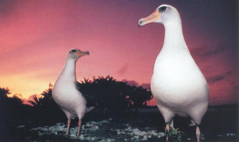 albatross1.jpg