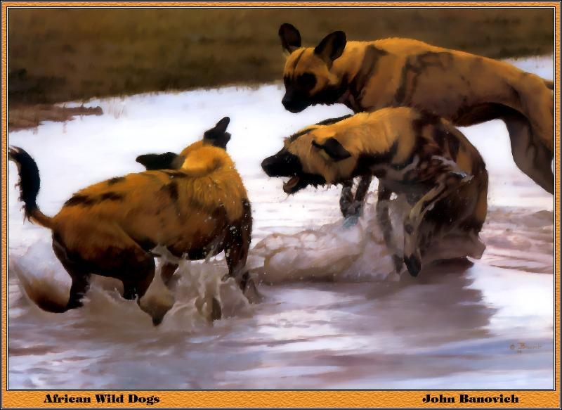 p-bwa-27-African Wild Dogs-in water-Painting by John Banovich.jpg