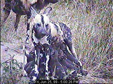 wd25a-African Wild Dogs-mom nursing pups.jpg